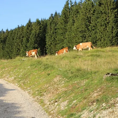 Am Waldrand Ramsau bei Berchtesgaden
